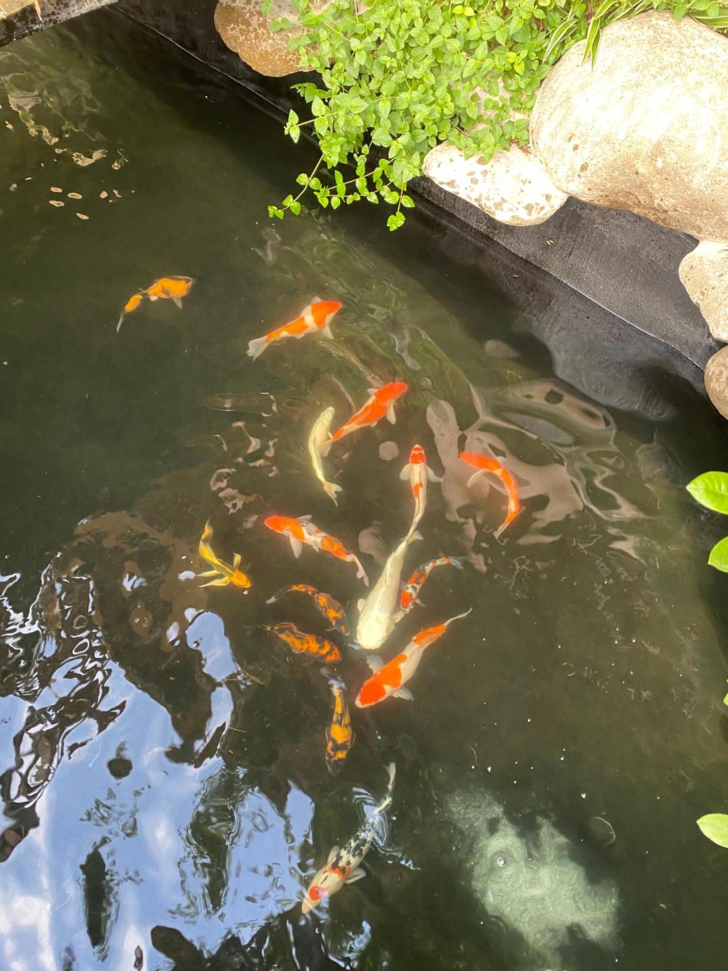 Lemon Tree Homestay Tam Coc Ninh Binh Luaran gambar